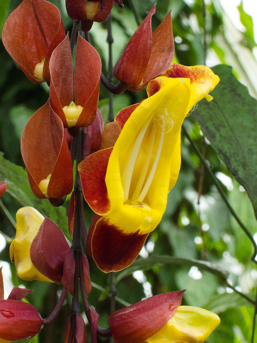 New York Botanical Garden.  Click for next photo.