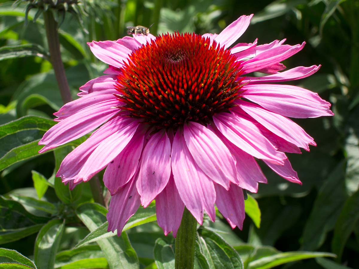Along the High Line, New York City.  Click for next photo.