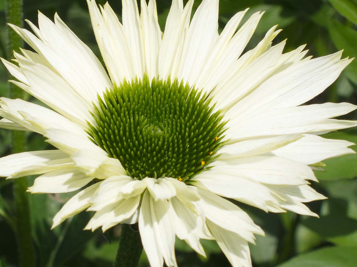Along the High Line, New York City.  Click for next photo.