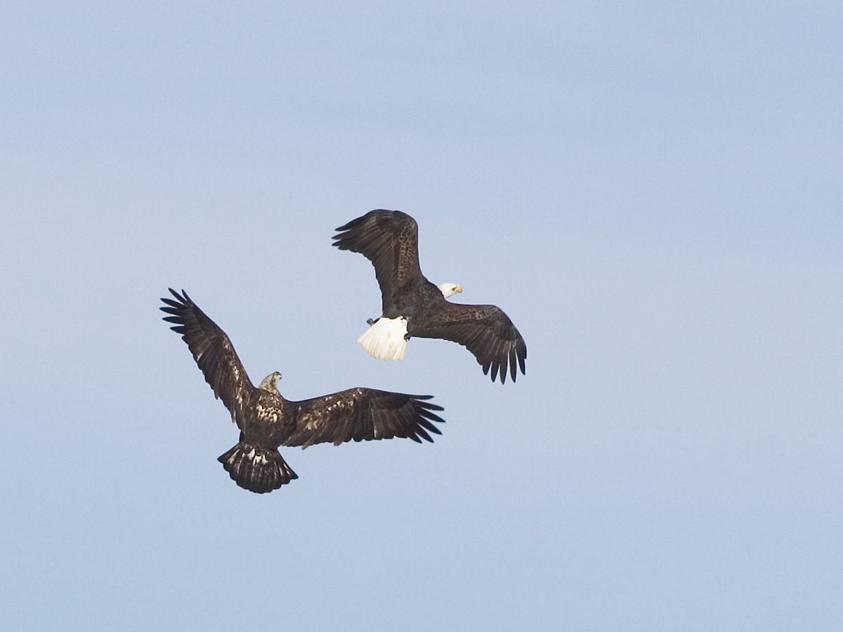 Eagles sparring, Lock and Dam 18, Iowa/Illinois.  Click for next photo.