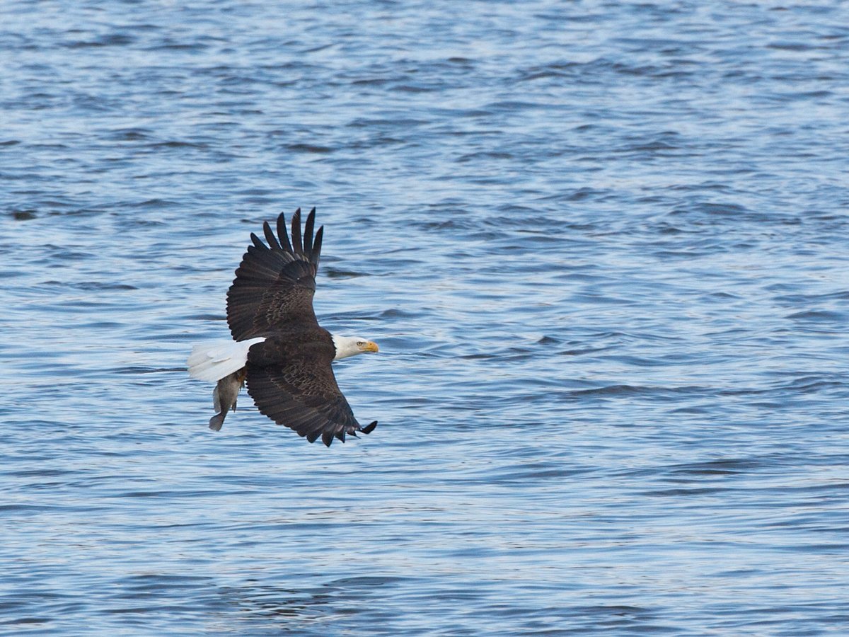 Eagle with a big fish, Lock and Dam 18, Iowa/Illinois.  Click for next photo.