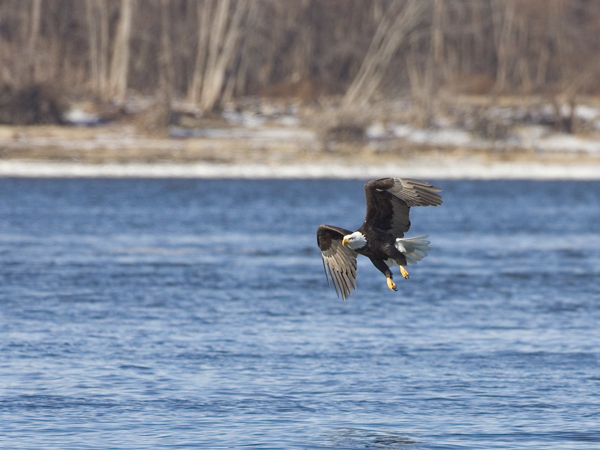 Eagle over the river, Lock and Dam 18, Iowa/Illinois.  Click for next photo.