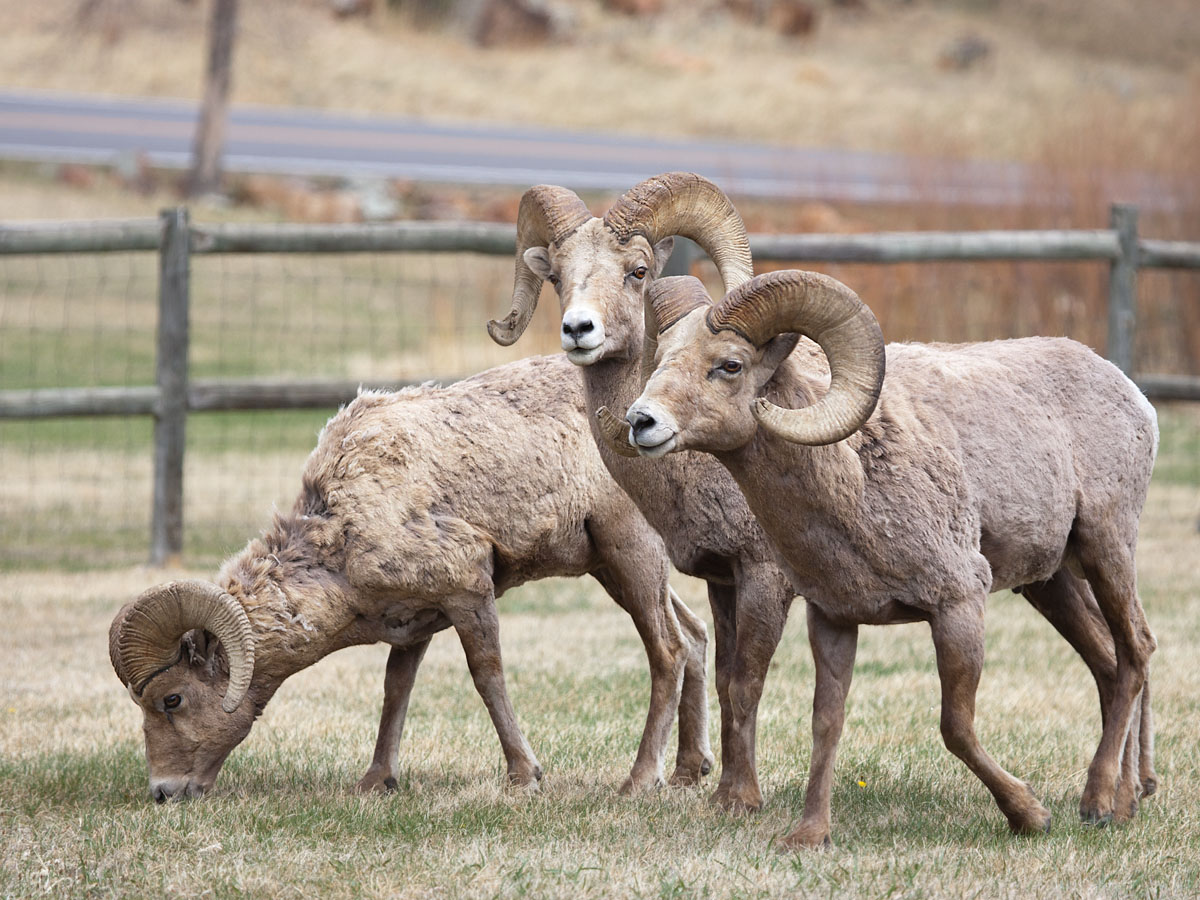 Bighorns, Custer State Park.  Click for next photo.