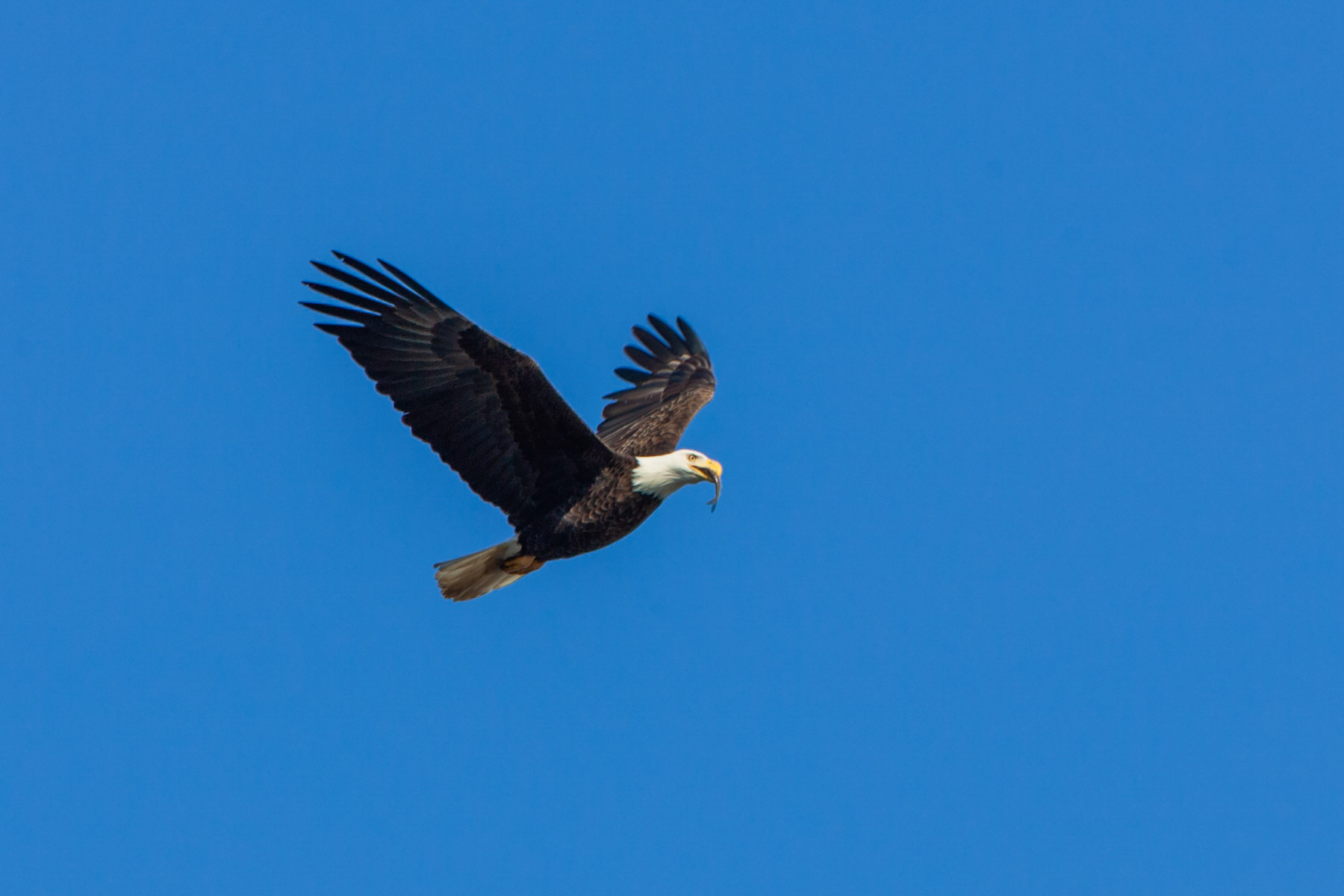 Eagle with a fish, Lock and Dam 18, Iowa/Illinois.  Click for next photo.