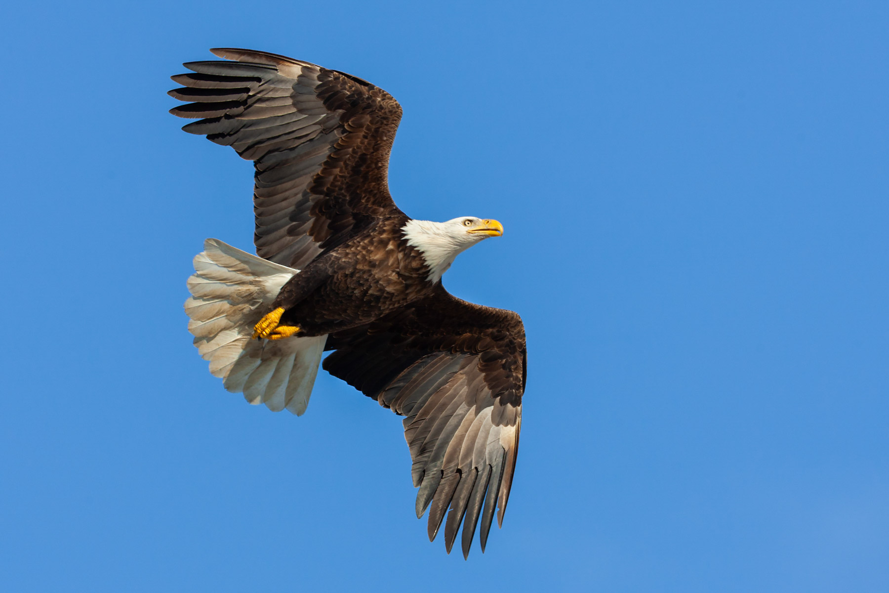 Eagle, Lock and Dam 18, Iowa/Illinois.  Click for next photo.