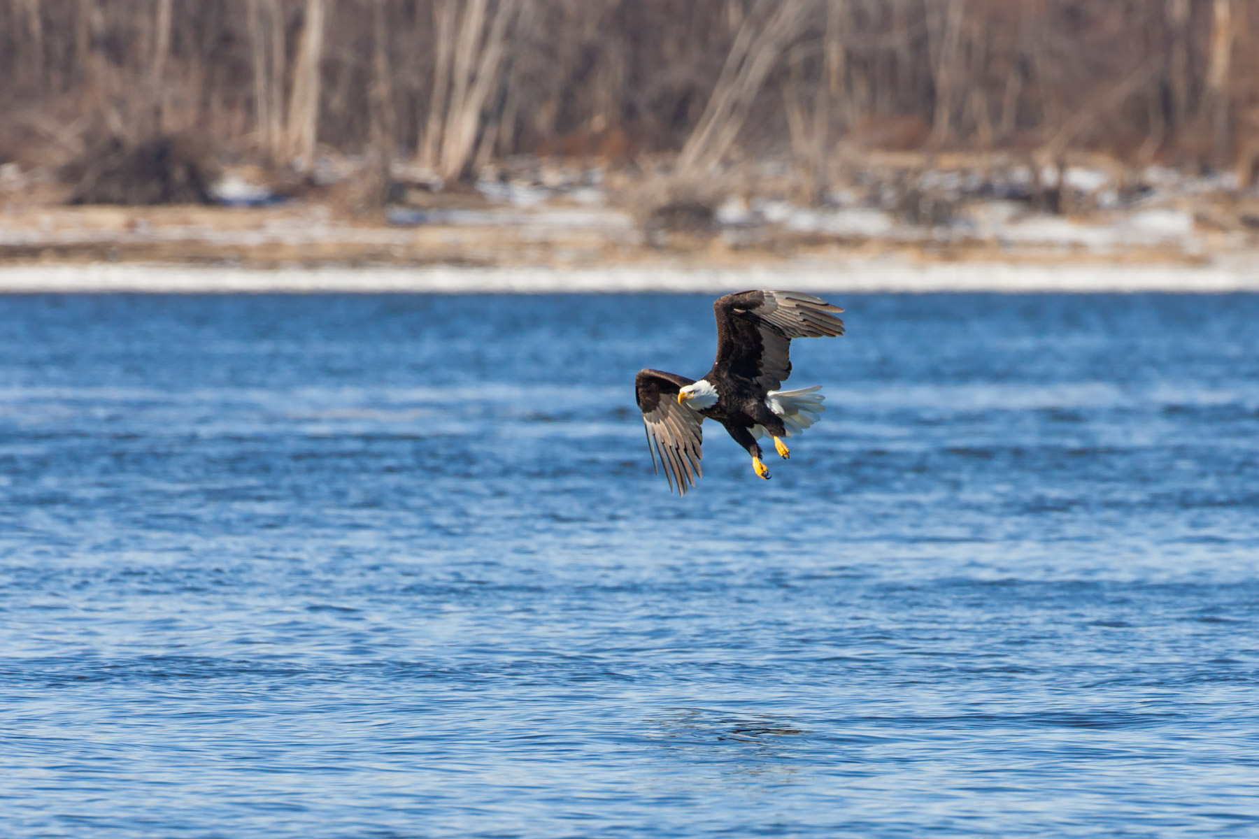Eagle over the river, Lock and Dam 18, Iowa/Illinois.  Click for next photo.