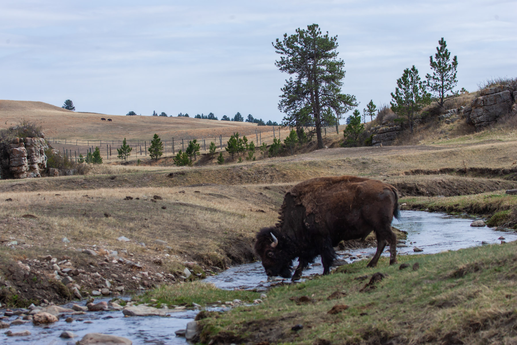 Bison getting a drink, Wind Cave National Park.  Click for next photo.