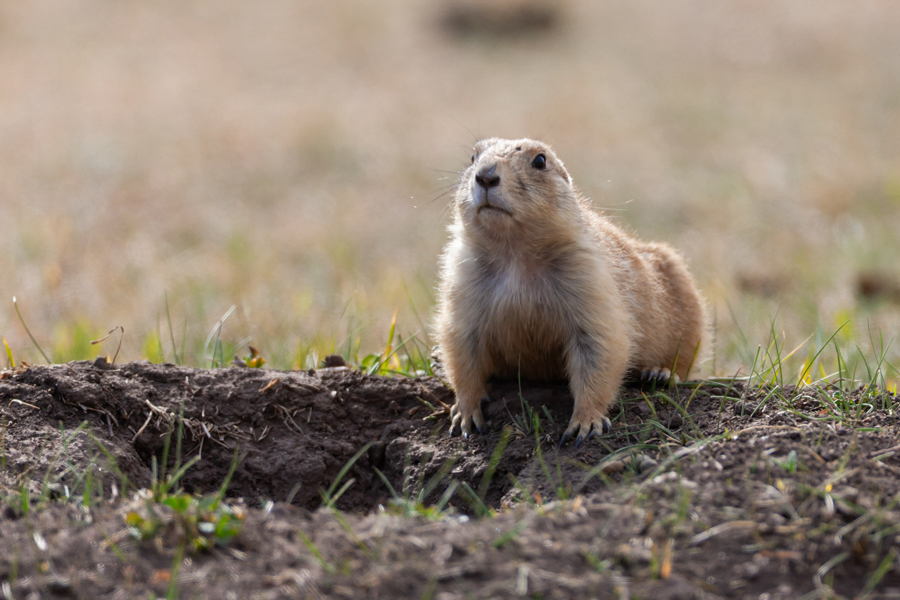 Prairie dog, Wind Cave National Park.  Click for next photo.
