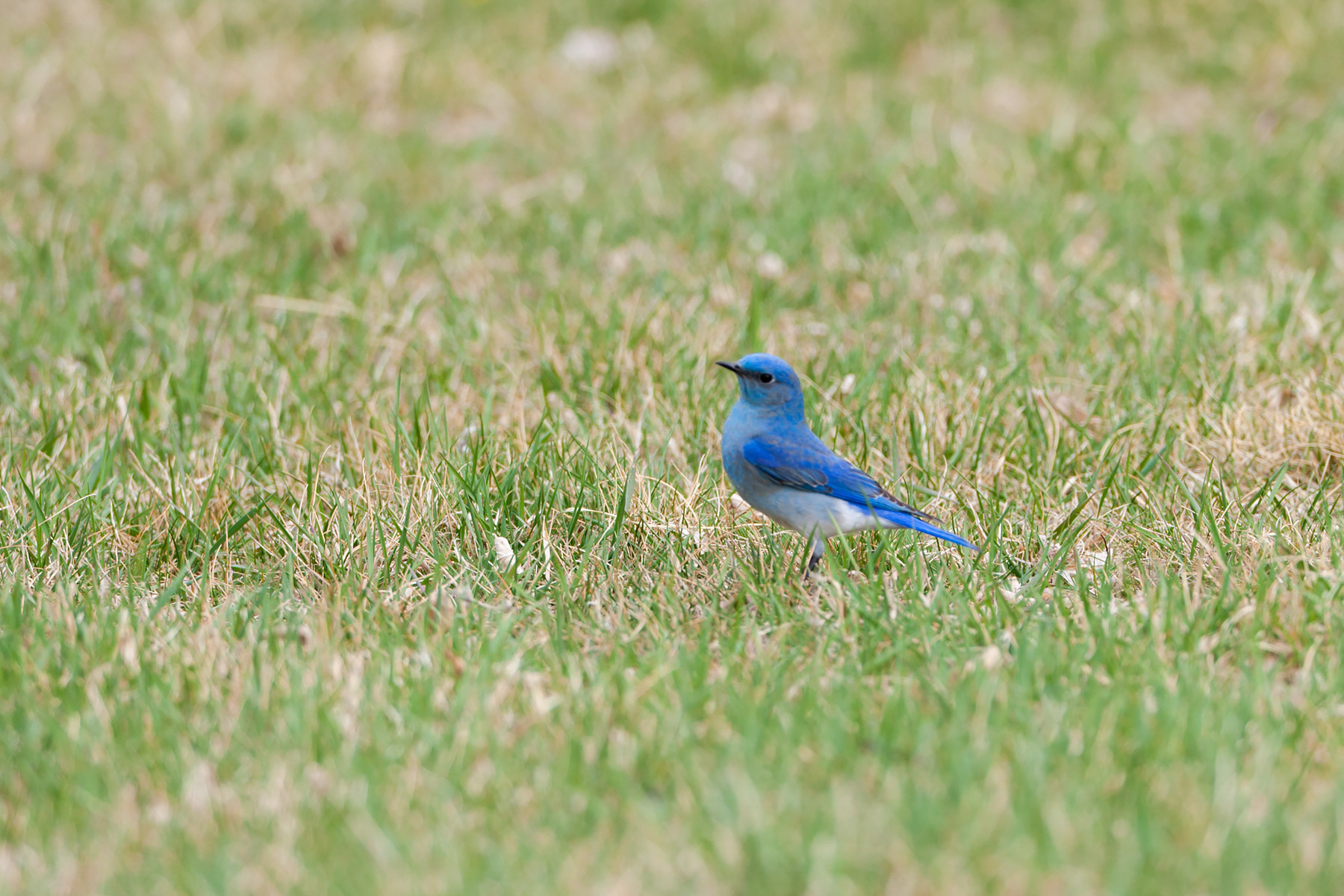 Mountain Bluebird, Custer State Park.  Click for next photo.