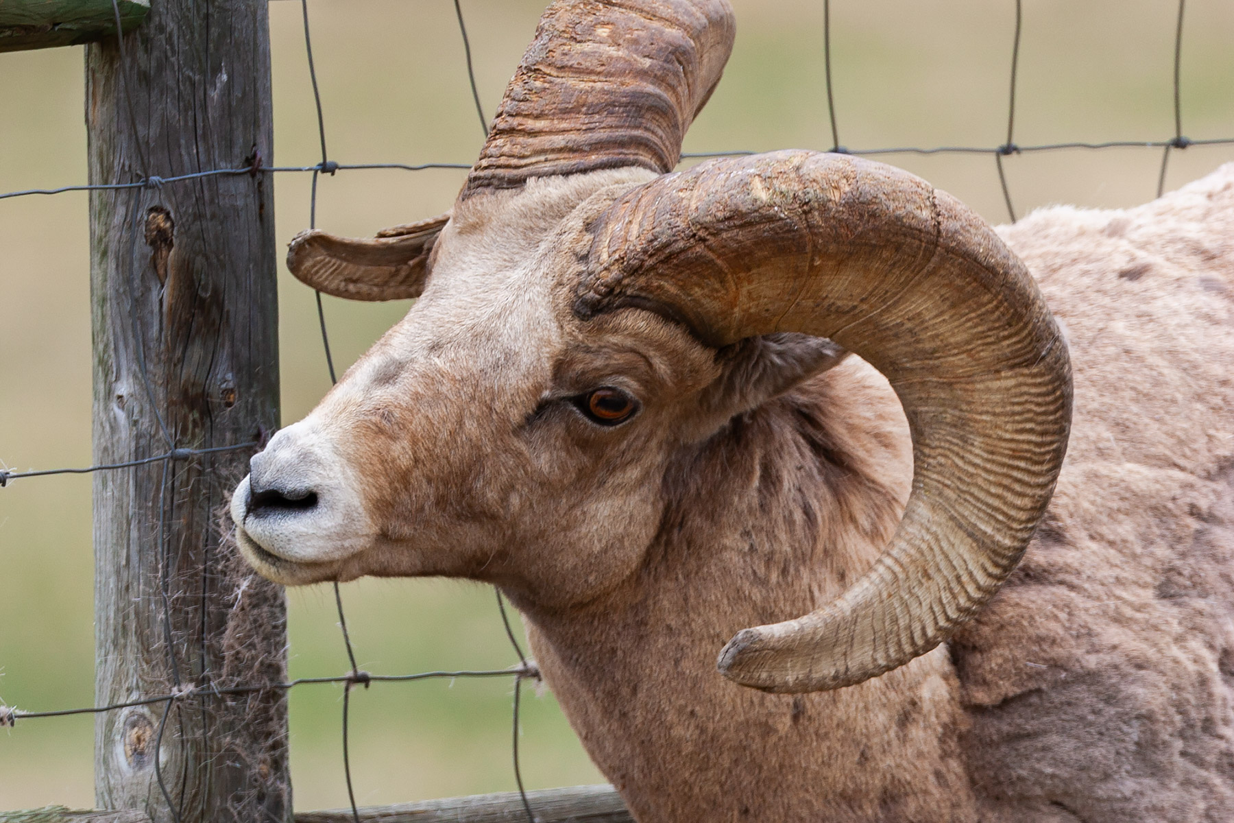 Bighorn scratching on fence, Custer State Park.  Click for next photo.