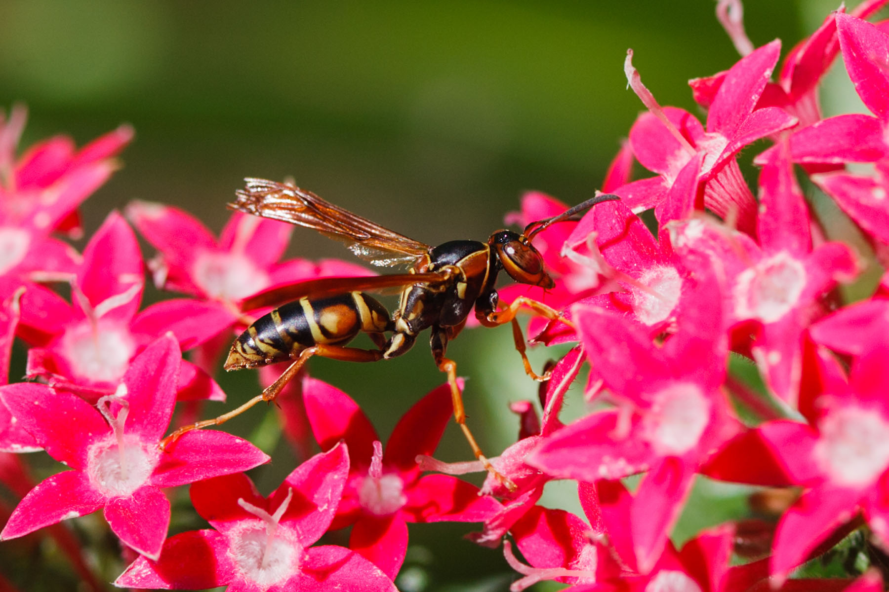 Wasp on a flower.  Click for next photo.