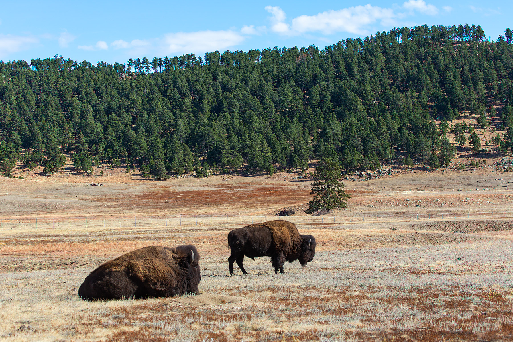 Bison, Custer State Park.  Click for next photo.