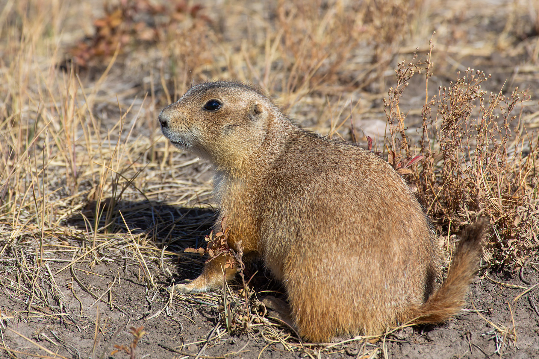 Prairie dog, Wind Cave National Park.  Click for next photo.