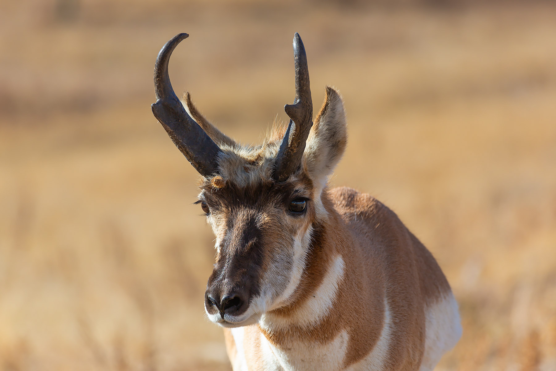 Pronghorn, Custer State Park.  Click for next photo.