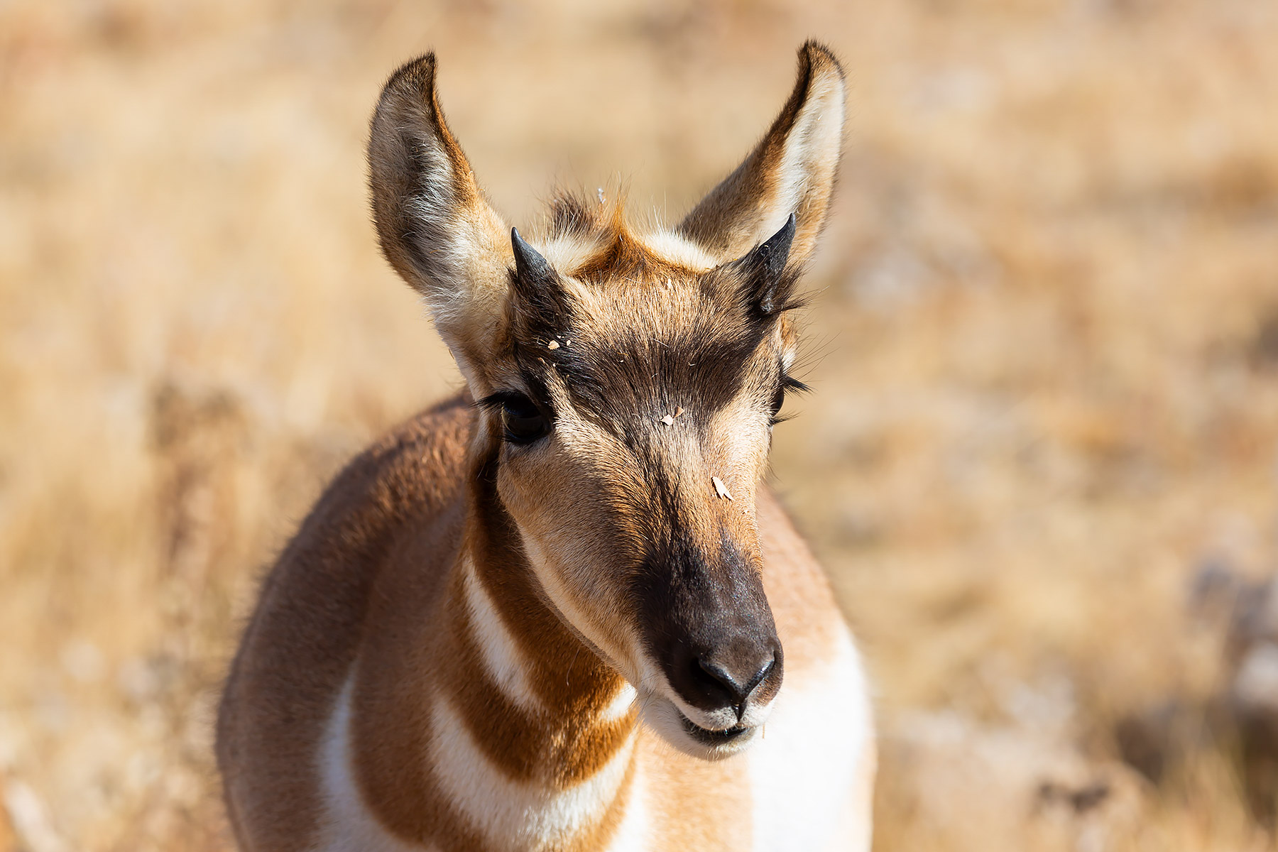 Pronghorn, Custer State Park.  Click for next photo.