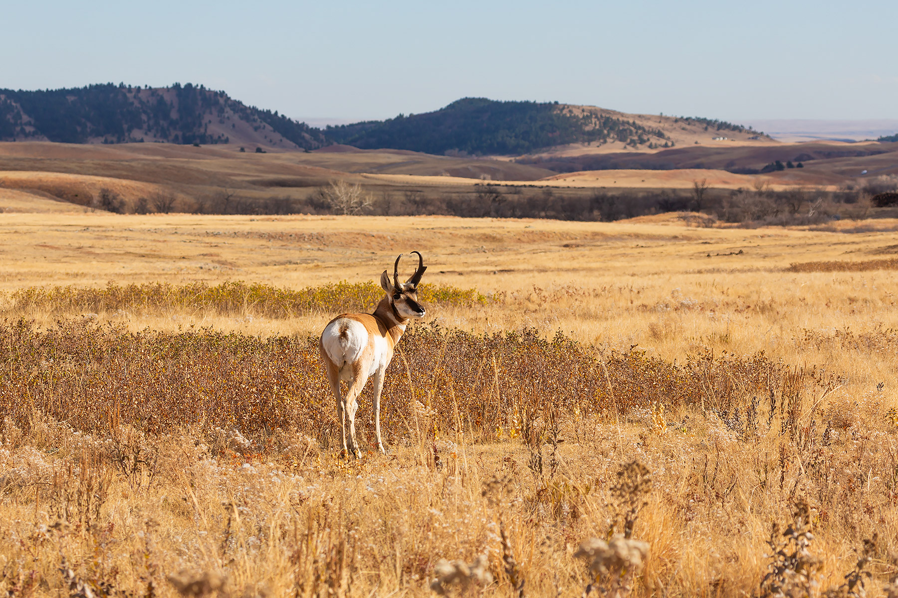 Pronghorn, Custer State Park.  Click for next photo.