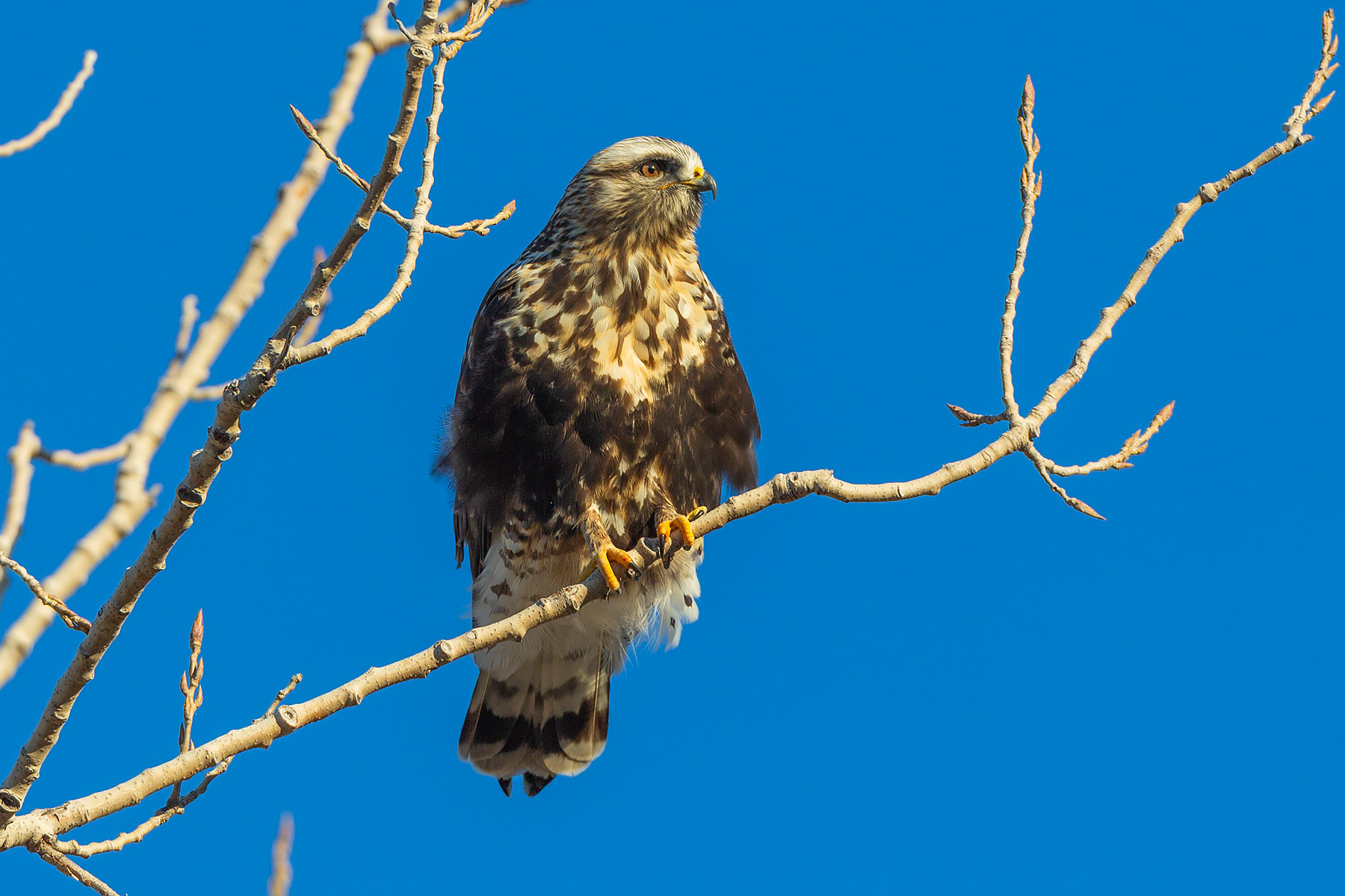 Rough-legged hawk, Squaw Creek National Wildlife Refuge, Missouri.    Click for next photo.