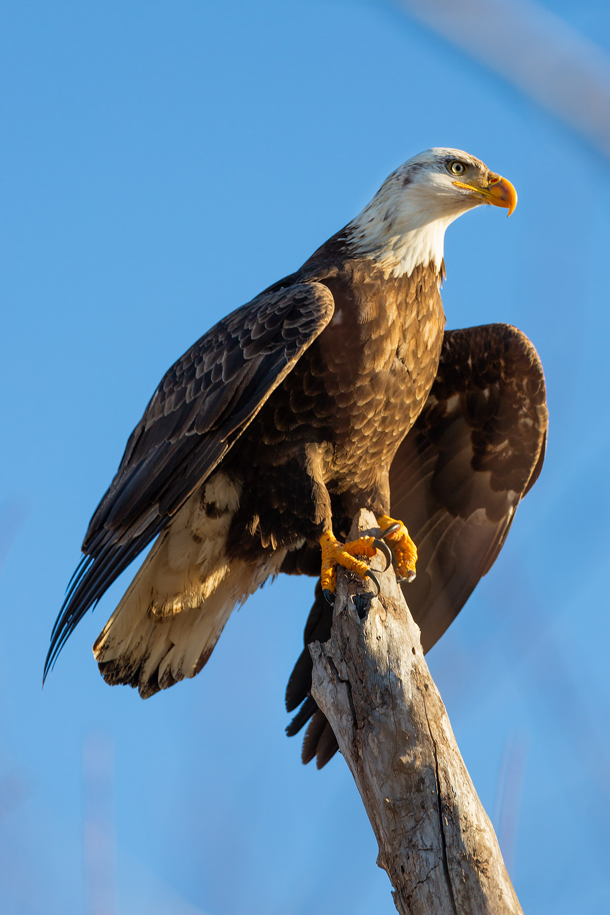 Bald eagle, Squaw Creek National Wildlife Refuge, Missouri.    Click for next photo.