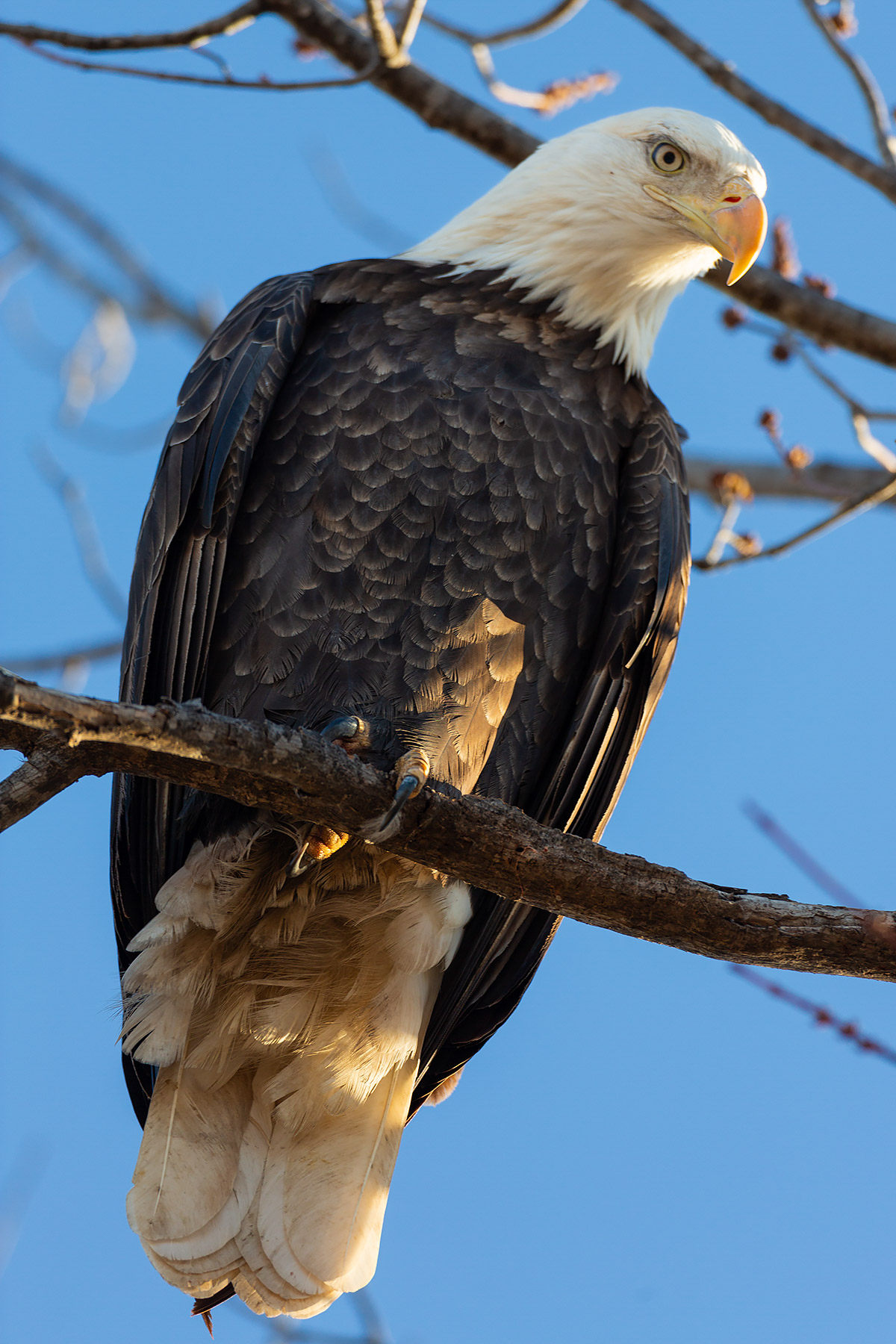 Bald eagle, Squaw Creek National Wildlife Refuge, Missouri.    Click for next photo.