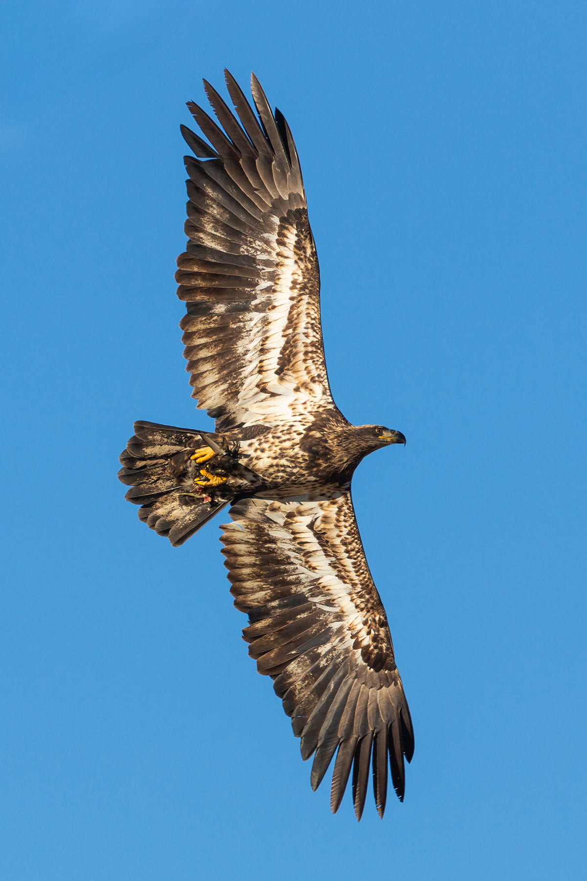 Bald eagle (juvenile), Squaw Creek National Wildlife Refuge, Missouri.    Click for next photo.