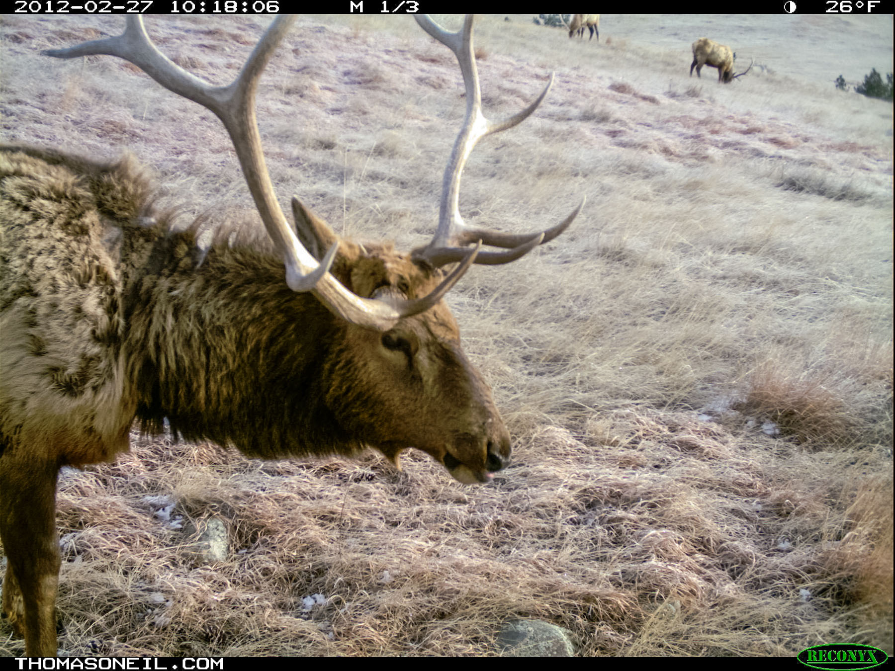Elk, trail camera in Wind Cave National Park.  Click for next photo.