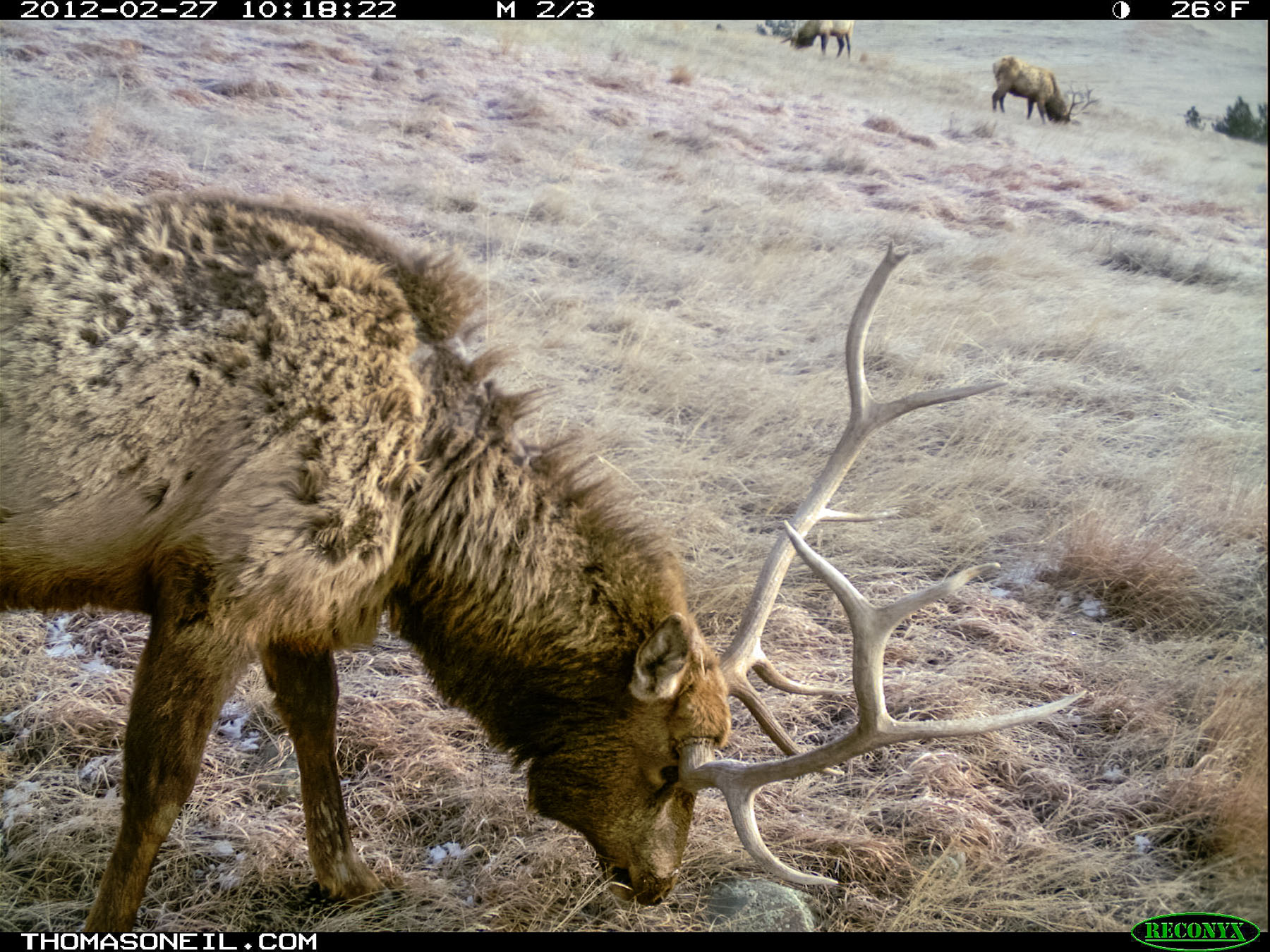 Elk, trail camera in Wind Cave National Park.  Click for next photo.