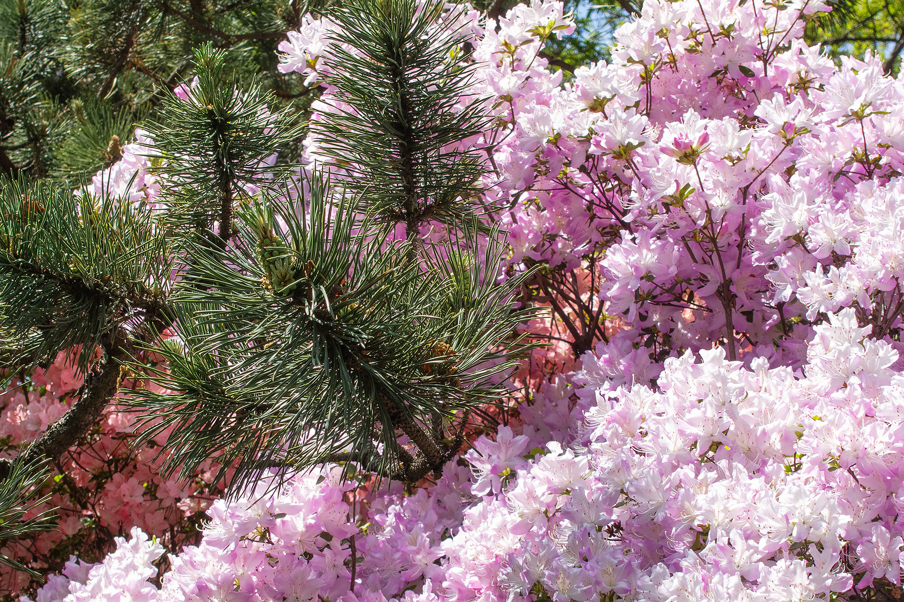 Reminded me of pine needles in snow, Brooklyn Botanic Garden.  Click for next photo.