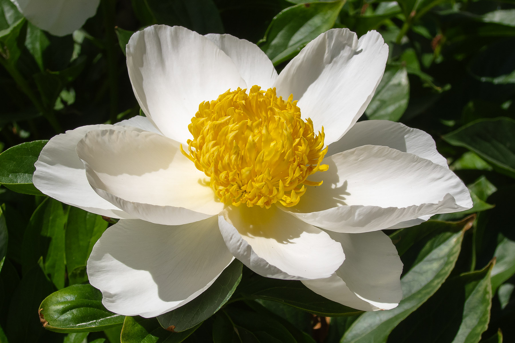 New York Botanical Garden, New York.  Click for next photo.