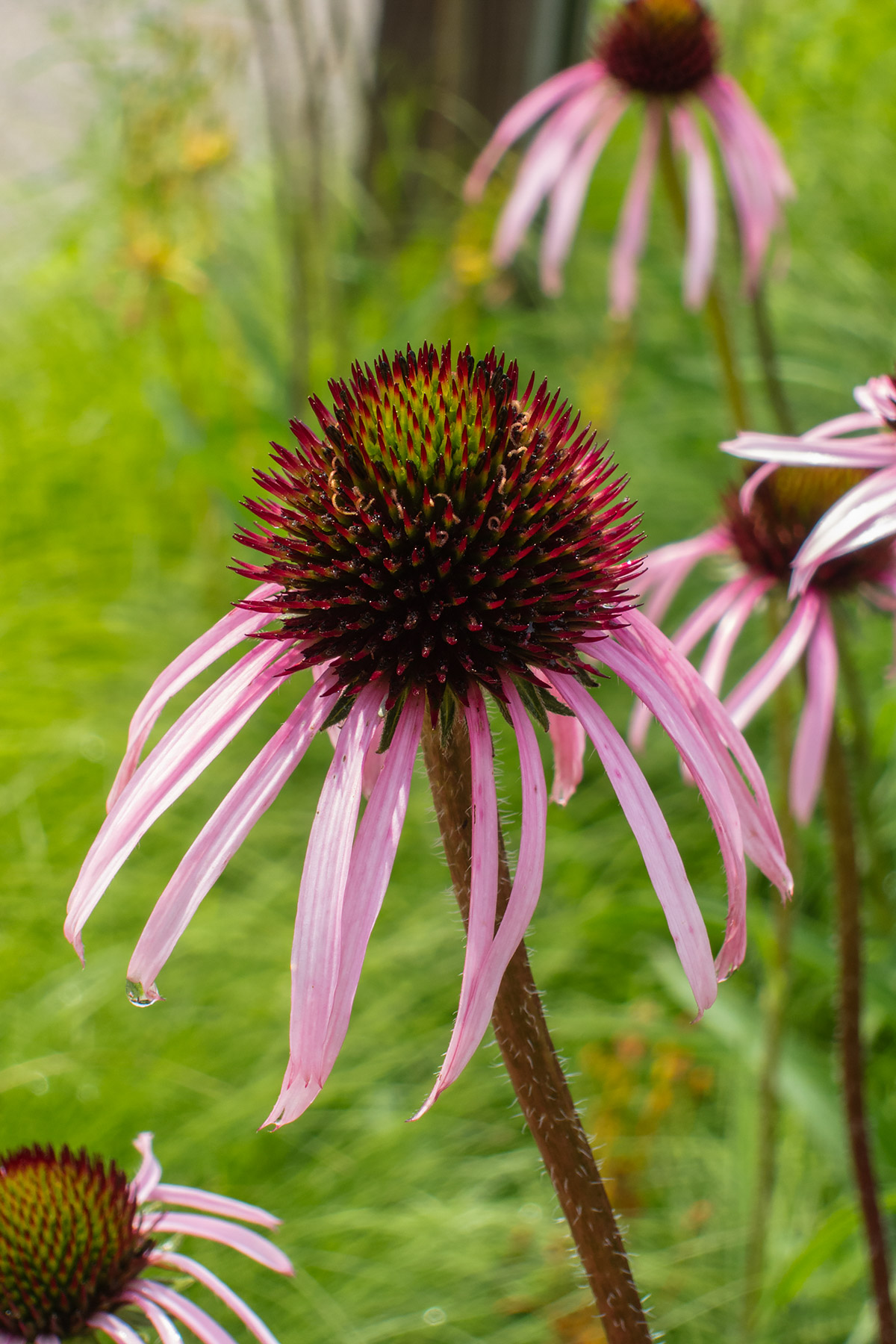 Chicago Botanic Garden.  Click for next photo.