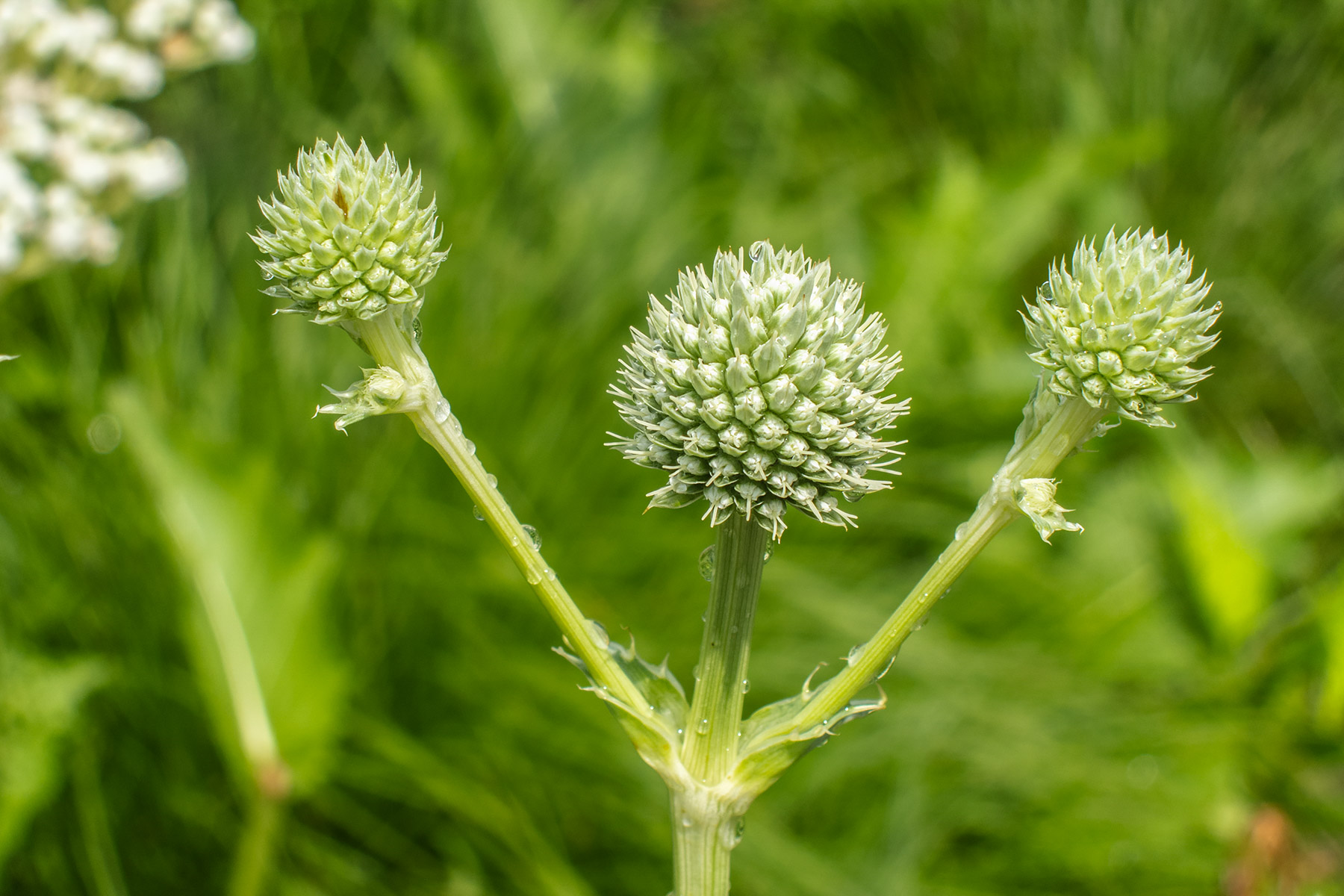 Chicago Botanic Garden.  Click for next photo.