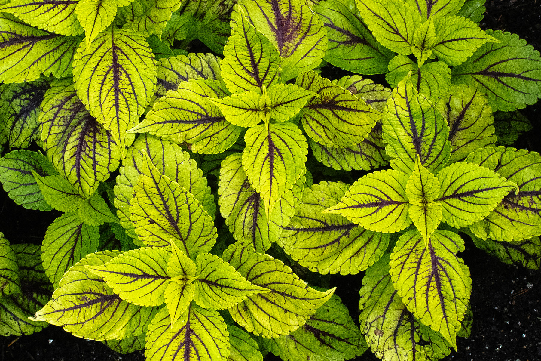 Chicago Botanic Garden.  Click for next photo.