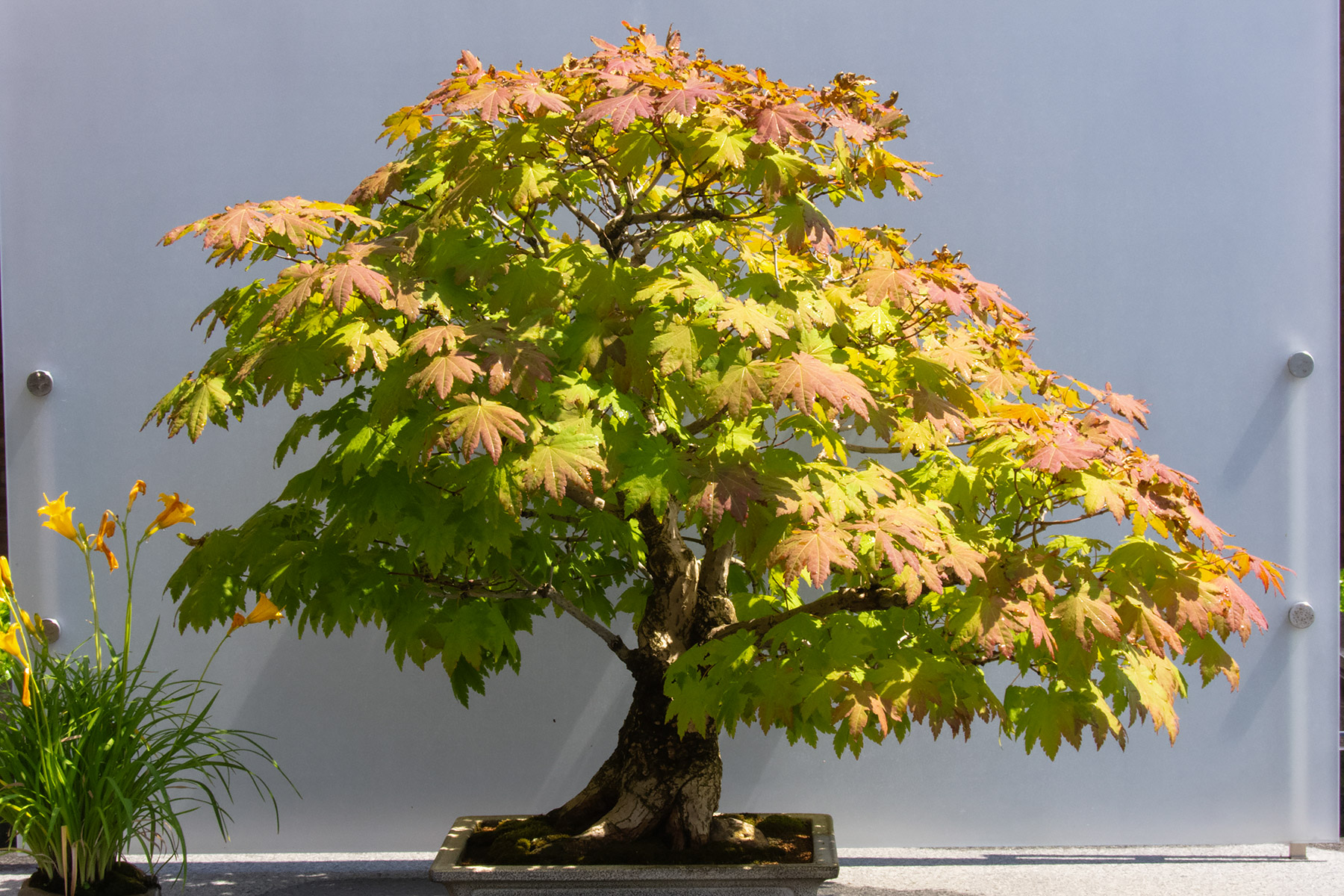 Bonsai at Chicago Botanic Garden.  Click for next photo.
