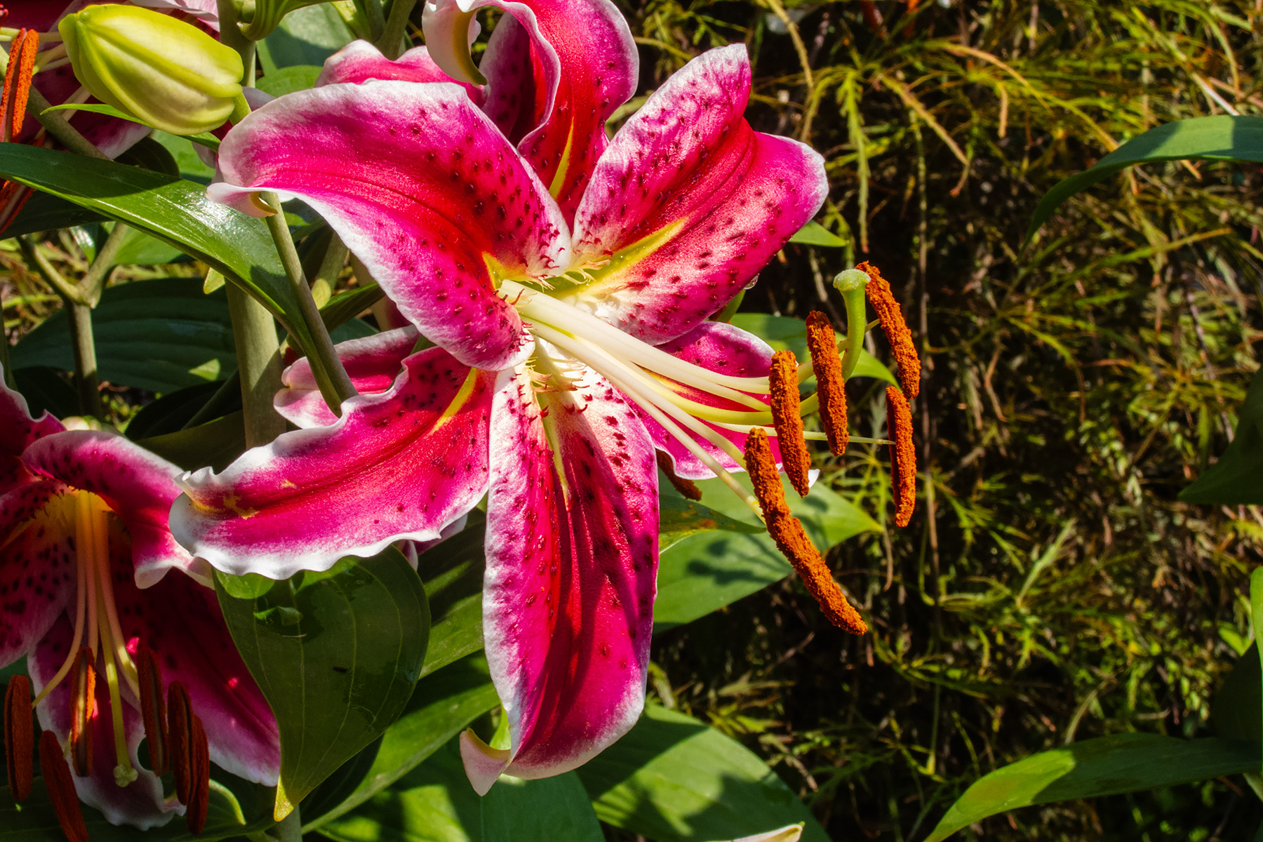 Mize Memorial Garden, Saugatuck, MI.  Click for next photo.