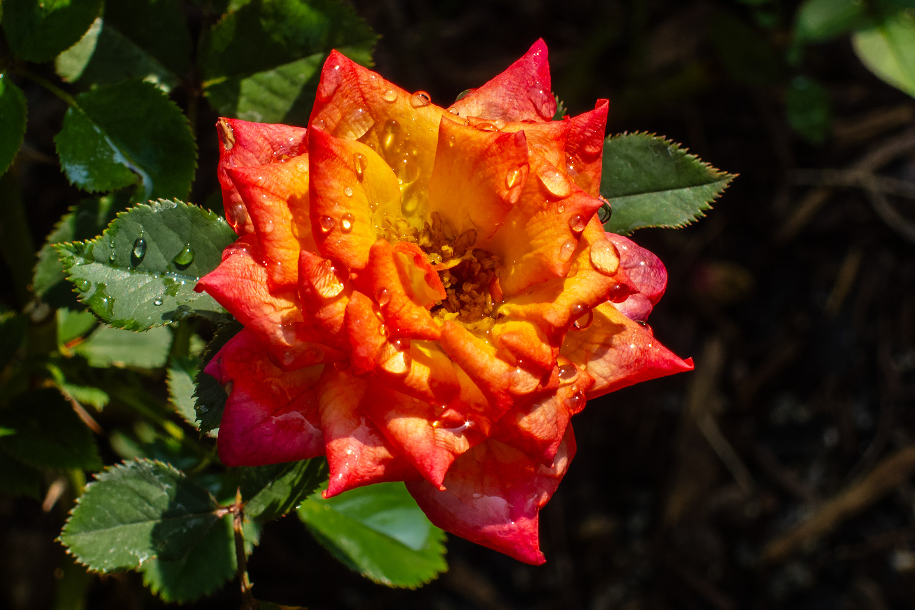Mize Memorial Garden, Saugatuck, MI.  Click for next photo.