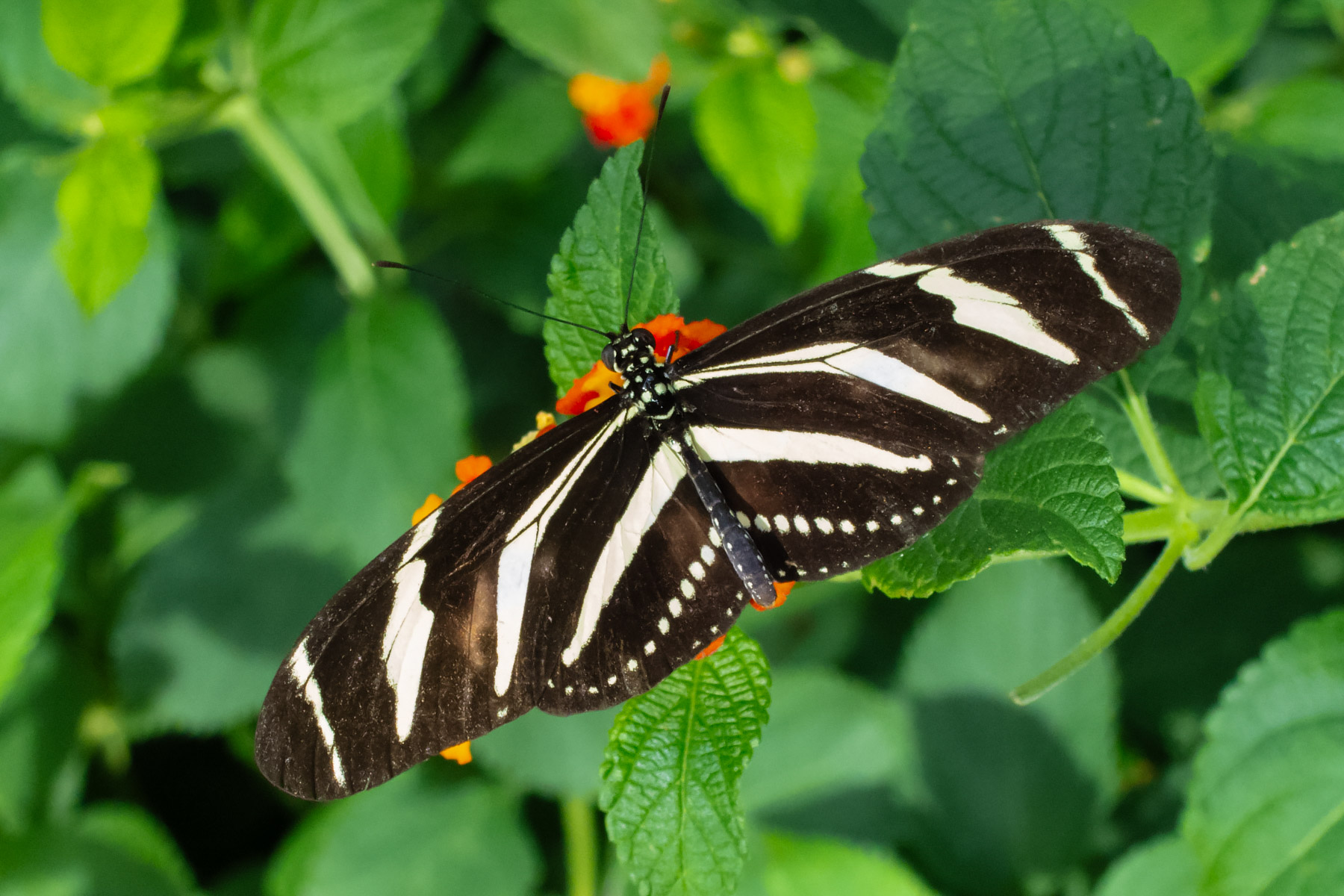 Wings of Mackinac Butterfly Conservatory, Mackinac Island, Michigan.  Click for next photo.