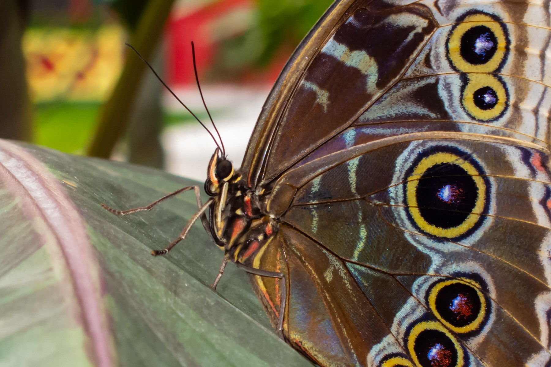 Wings of Mackinac Butterfly Conservatory, Mackinac Island, Michigan.  Click for next photo.