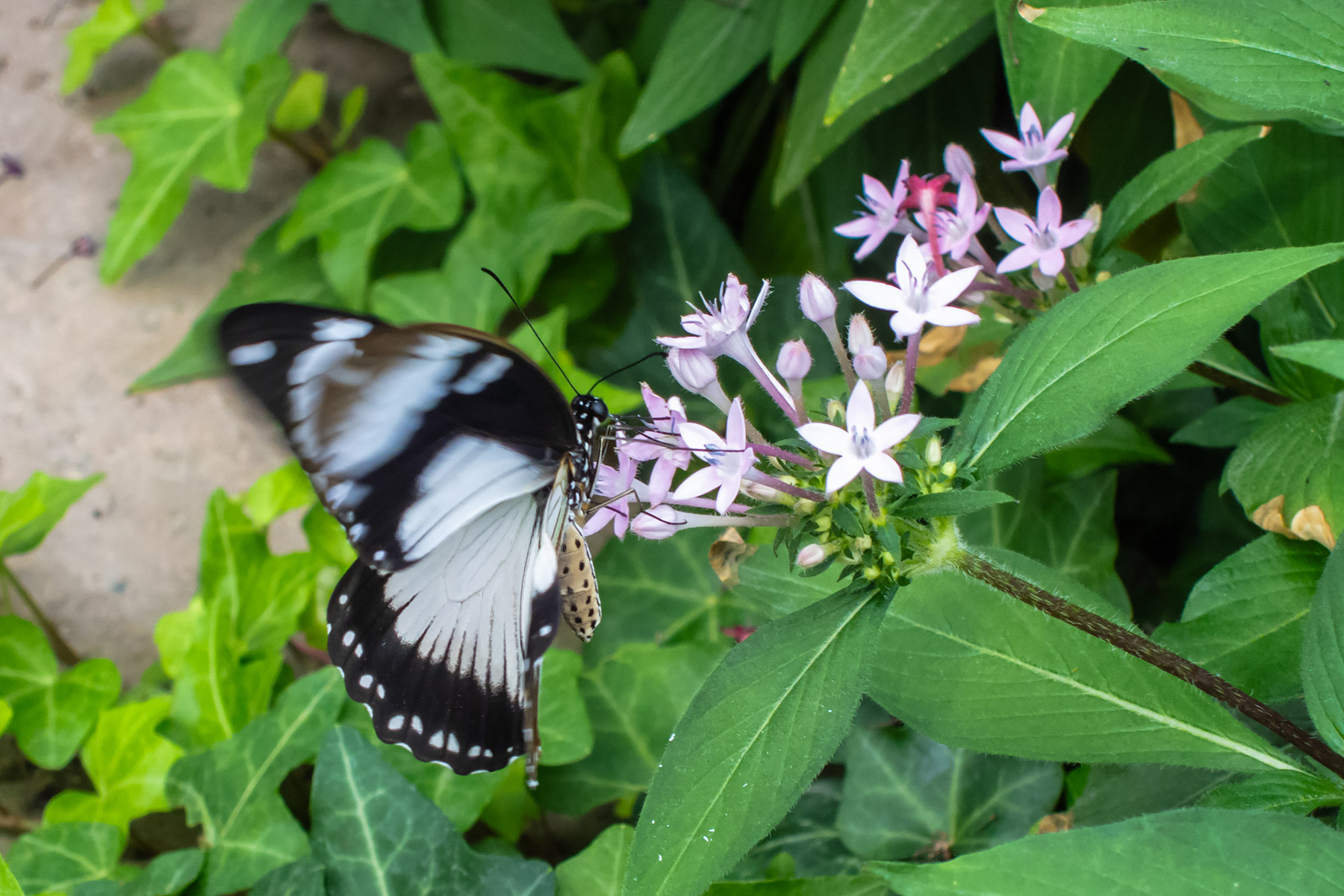 Wings of Mackinac Butterfly Conservatory, Mackinac Island, Michigan.  Click for next photo.