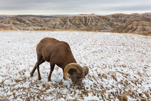 Bighorn sheep in South Dakota Badlands after an October snow.  I was on the wrong side of the car so I passed the camera to my future spouse Sue, who took this shot.