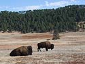 Bison, Custer State Park.
