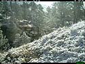 Deer in the snow, trailcam photo, Wind Cave National Park, South Dakota.
