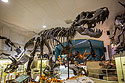Tyrannosaurus Rex named Stan, Black Hills Institute, Hill City.  That�s not his real skull (see next photo).