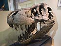 The Tyrannosaurus Rex skull is too heavy to mount on the skeleton, so this is Stan�s skull, Black Hills Institute, Hill City.  