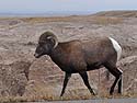 Bighorn sheep in South Dakota Badlands.  This is a different sheep than the prior two images and the snow isn�t evident.