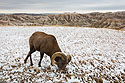 Bighorn sheep in South Dakota Badlands after an October snow.  I was on the wrong side of the car so I passed the camera to my future spouse Sue, who took this shot.