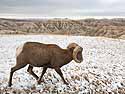 Bighorn sheep in South Dakota Badlands after an October snow.  I was on the wrong side of the car so I passed the camera to my future spouse Sue, who took this shot.