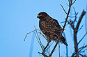 Broad-winged hawk, uncommon dark morph according to my Sibley book, Squaw Creek National Wildlife Refuge, Missouri.  