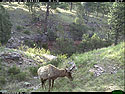 Trailcam picture of elk, Wind Cave National Park.