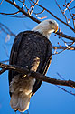 Bald eagle, Squaw Creek National Wildlife Refuge, Missouri.  