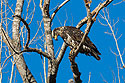 Bald eagle (juvenile) eating something, Squaw Creek National Wildlife Refuge, Missouri.  