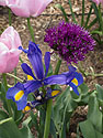 Alium tangled up with iris, Brooklyn Botanic Garden.